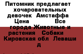 Питомник предлагает 2-хочаровательных девочек  Амстаффа › Цена ­ 25 000 - Все города Животные и растения » Собаки   . Кировская обл.,Леваши д.